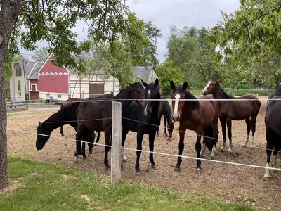 Tiere in der Ferienwohnung oder in der Nähe
