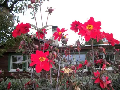 Ein Garten an der Unterkunft Winckler-Häuschen