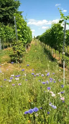 Ein Garten an der Unterkunft Porschdorfer Einkehr