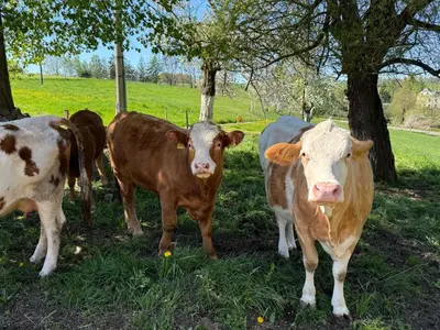 Tiere in der Ferienwohnung oder in der Nähe