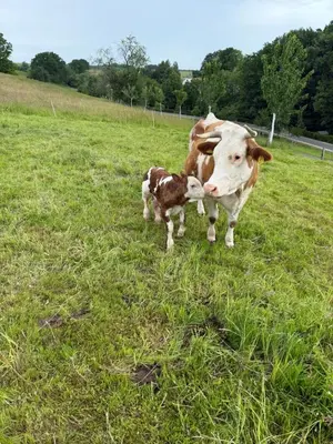 Tiere in der Ferienwohnung oder in der Nähe