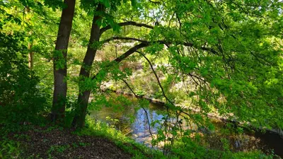 Naturlandschaft in der Nähe der Ferienwohnung