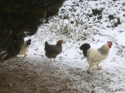 Tiere in der Ferienwohnung oder in der Nähe