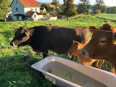 Tiere in der Ferienwohnung oder in der Nähe