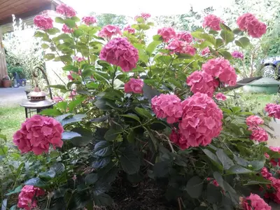 Ein Garten an der Unterkunft Ferienwohnung Nessler