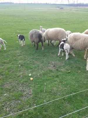 Tiere in der Ferienwohnung oder in der Nähe