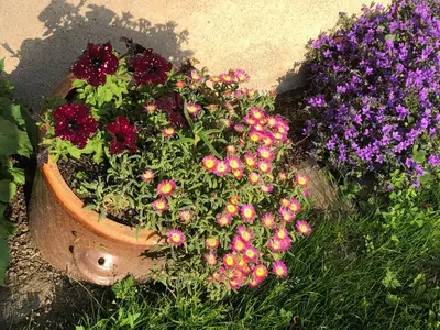 Ein Garten an der Unterkunft Ferienwohnung Dachstübchen