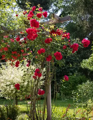 Ein Garten an der Unterkunft Ferienwohnung An der Rennbahn