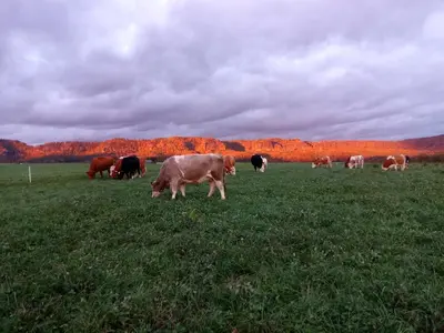 Tiere in der Ferienwohnung oder in der Nähe