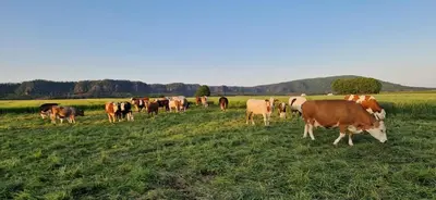 Tiere in der Ferienwohnung oder in der Nähe