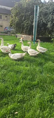 Ein Garten an der Unterkunft Landzeit Niedergräfenhain