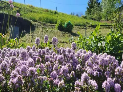 Ein Garten an der Unterkunft Mountain Bliss in Borstendorf