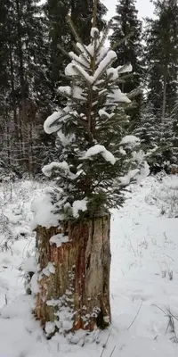 Ferienwohnungen Ihle im Winter