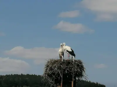 Tiere in der Ferienwohnung oder in der Nähe