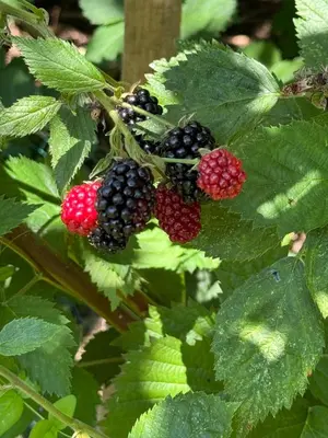 Ein Garten an der Unterkunft Urlaubsloft AUGUST'S Schatzkiste