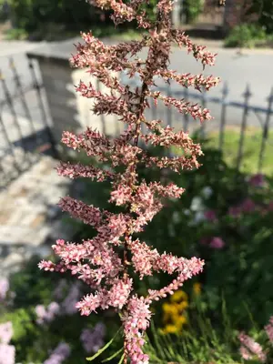 Ein Garten an der Unterkunft Ferienwohnung Gürth