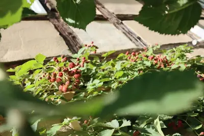 Ein Garten an der Unterkunft Gemütliches Schmuckstück mit zwei Schlafzimmern