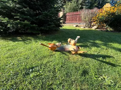 Tiere in der Ferienwohnung oder in der Nähe