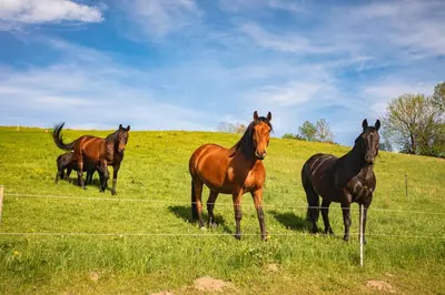 Tiere in der Ferienwohnung oder in der Nähe