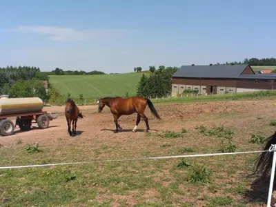 Tiere in der Ferienwohnung oder in der Nähe