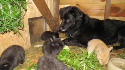 Haustiere von Gästen der Unterkunft Märchenpension Rotkäppchen und der Wolf