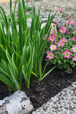Ein Garten an der Unterkunft Ferienwohnung Saupe