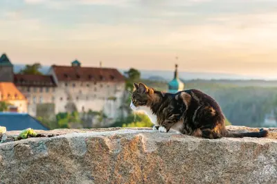 Haustiere von Gästen der Unterkunft Hotel Zur Aussicht