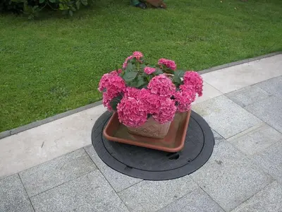 Ein Garten an der Unterkunft Gruppenausflug nach Sebnitz