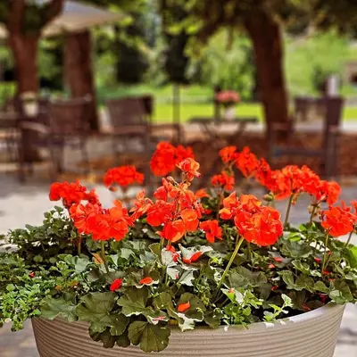 Ein Garten an der Unterkunft Parkhotel Senftenberg