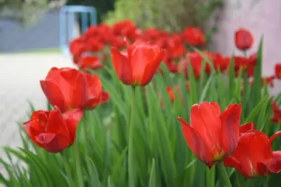 Ein Garten an der Unterkunft Ferienwohnung Ritscher in Lichtenhain 2
