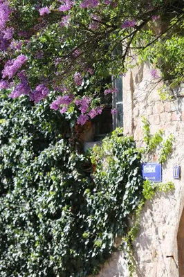 Ein Garten an der Unterkunft Domblick an der Freiheit