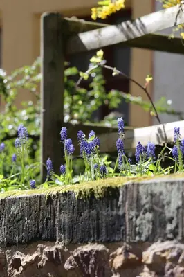 Ein Garten an der Unterkunft Domblick an der Freiheit