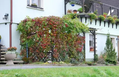 Ein Garten an der Unterkunft Ferienwohnung Henker