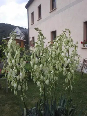 Ein Garten an der Unterkunft Ferienwohnung Büchsenhof