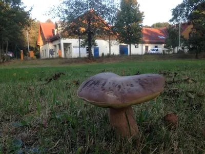 Ein Garten an der Unterkunft Ferienwohnung Ortrand - Pension