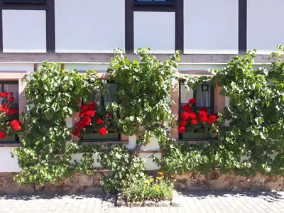Ein Garten an der Unterkunft Balancehaus Kohren-Sahlis, dein Kurhaus in Sachsen
