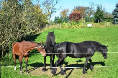 Tiere in der Ferienwohnung oder in der Nähe