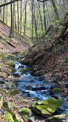 Naturlandschaft in der Nähe der Ferienwohnung