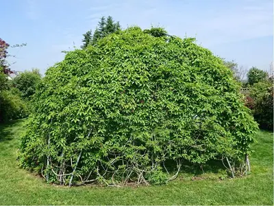 Ein Garten an der Unterkunft Alte Käserei Kössern