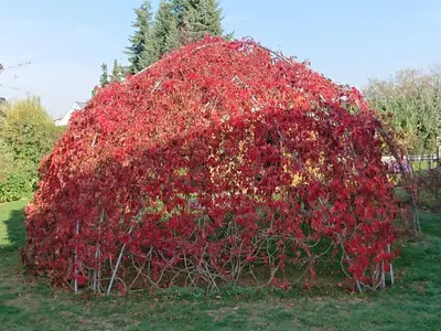 Ein Garten an der Unterkunft Alte Käserei Kössern