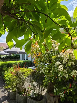 Ein Garten an der Unterkunft Alttolkewitzer Ferien- & Privatzimmer Mrosk Dresden
