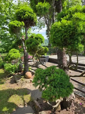 Ein Garten an der Unterkunft Alttolkewitzer Ferien- & Privatzimmer Mrosk Dresden