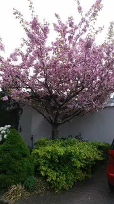 Ein Garten an der Unterkunft Scholz & Scholz GbR Zimmervermietung