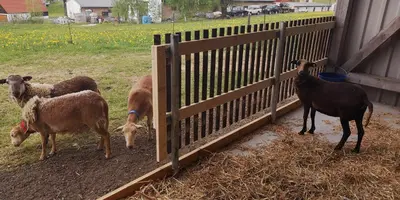 Tiere in der Pension oder in der Nähe