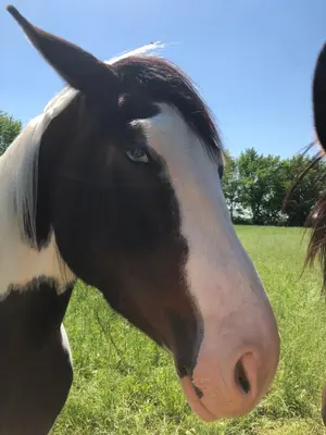 Tiere im Hotel oder in der Nähe