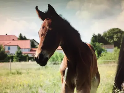 Tiere in diesem Bauernhof oder in der Nähe