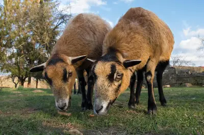 Tiere in der Ferienwohnung oder in der Nähe