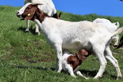 Tiere in der Ferienwohnung oder in der Nähe