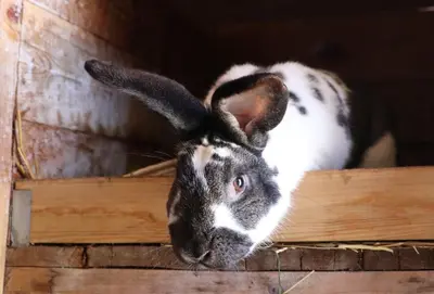 Tiere in der Ferienwohnung oder in der Nähe