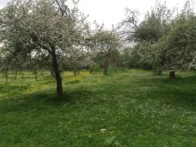 Ein Garten an der Unterkunft Dichterhaus Dresden